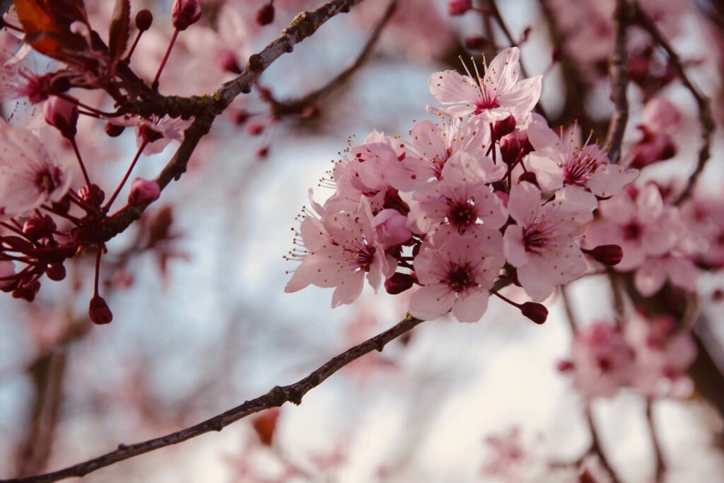 The Best Time to See the Cherry Blossoms in Paris Late March to Early
