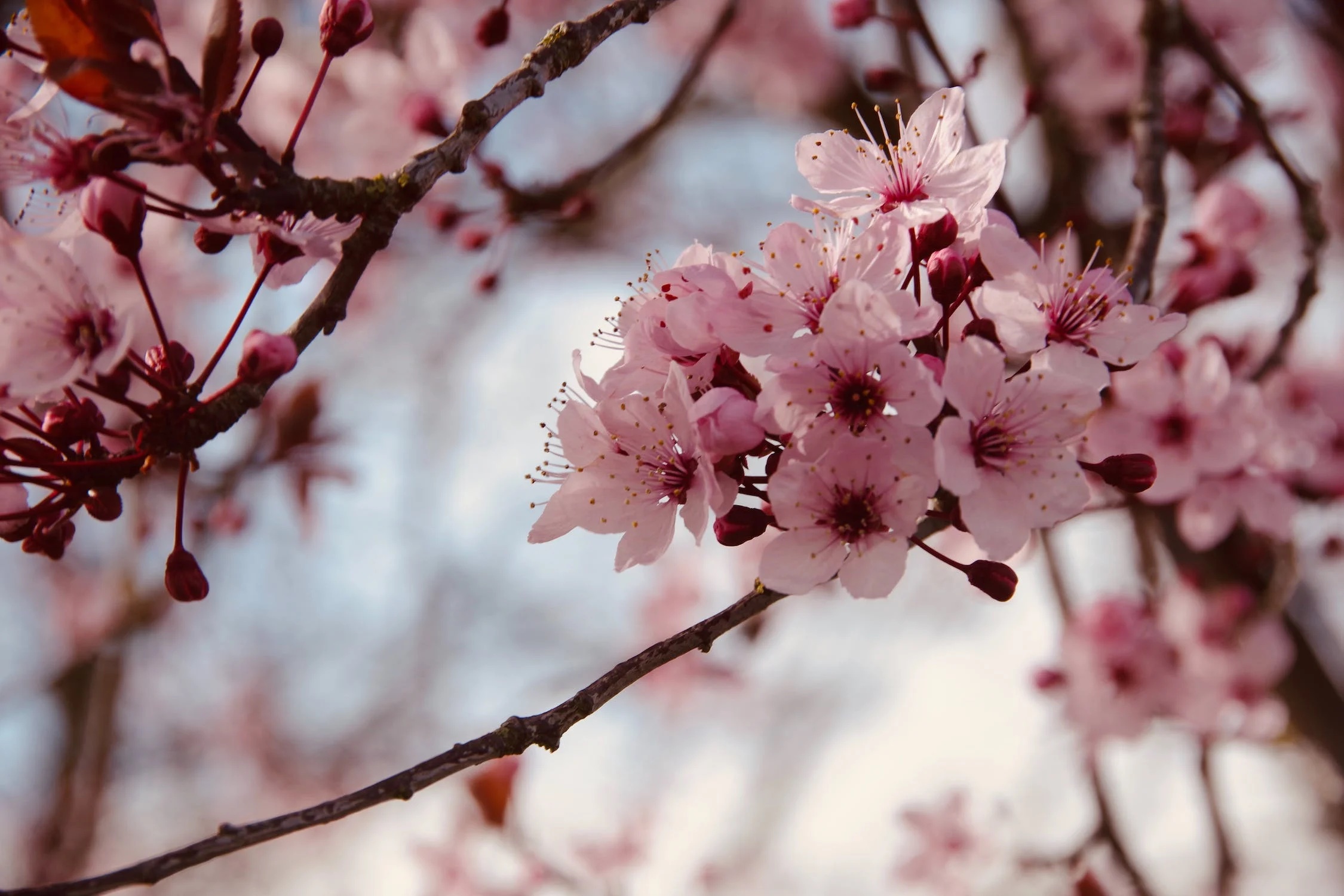Cerisiers en fleurs : fêter la beauté et l'éphémère - Ecoute le Bois